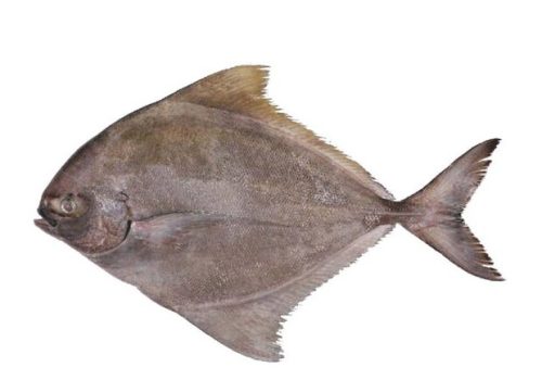 Black Pomfret