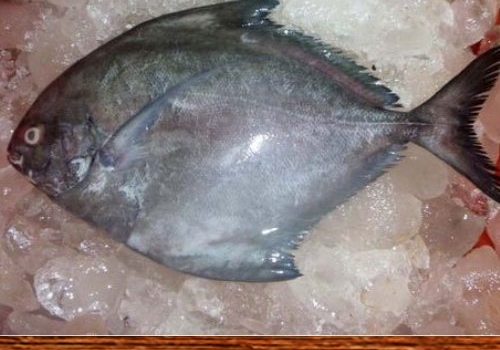 Black Pomfret2