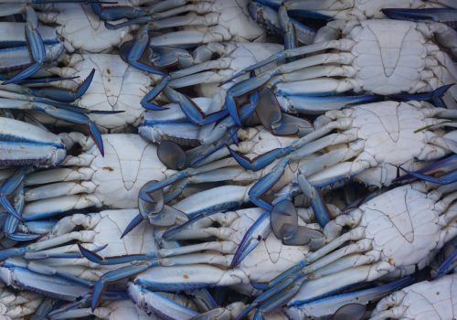 Blue-Swimmer-Crabs-resized1