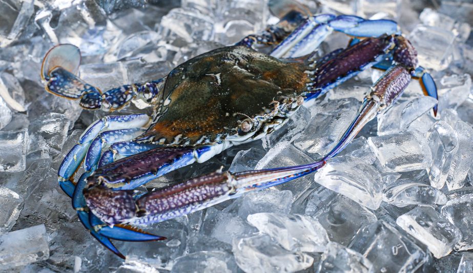 Blue Swimming Crab