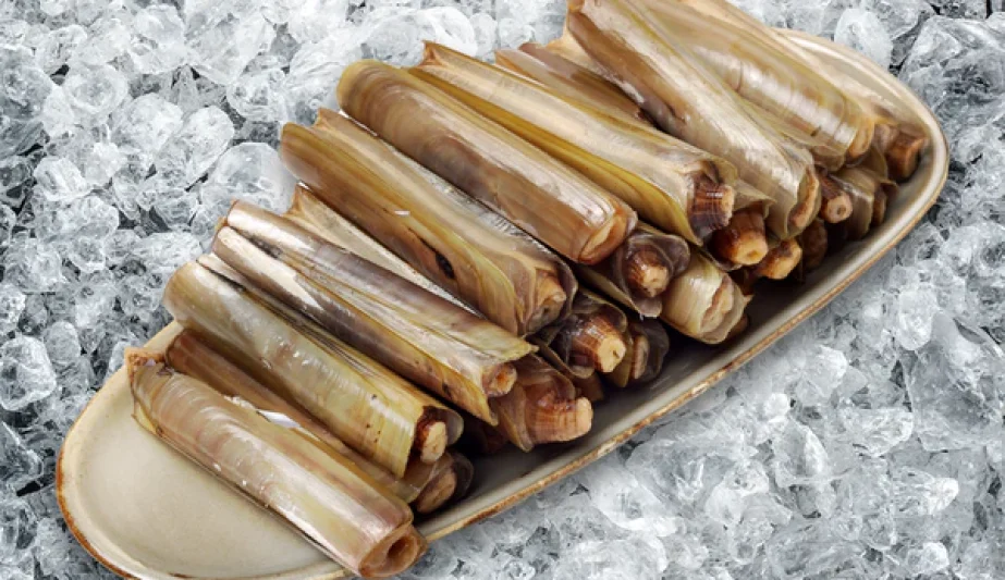 Razor Clam
