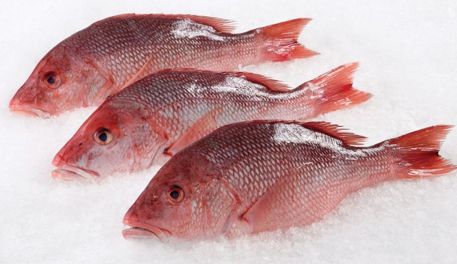 Red Snapper