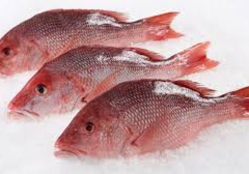 Red Snapper1