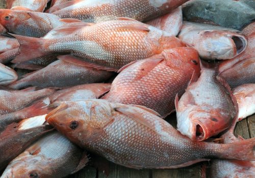 Red Snapper2