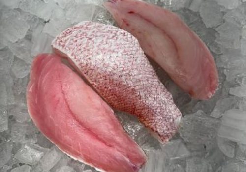 Red Snapper3