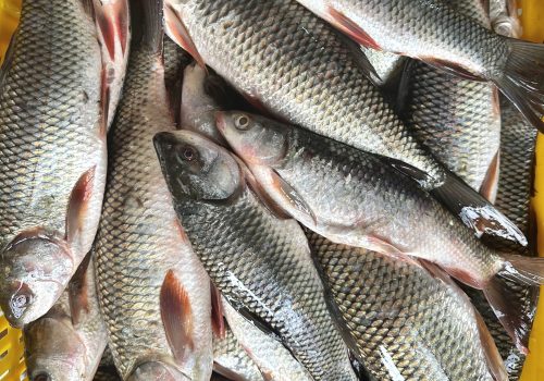 Rohu Fish1