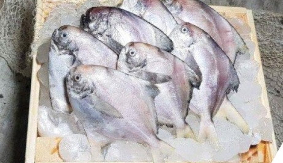 Silver Pomfret