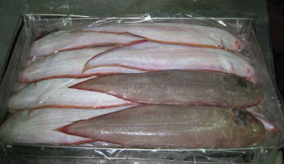 Sole Fish