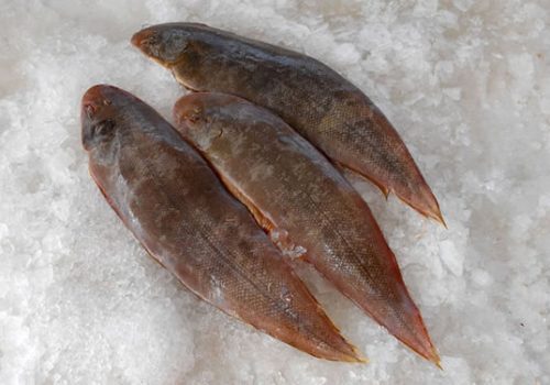 Sole Fish