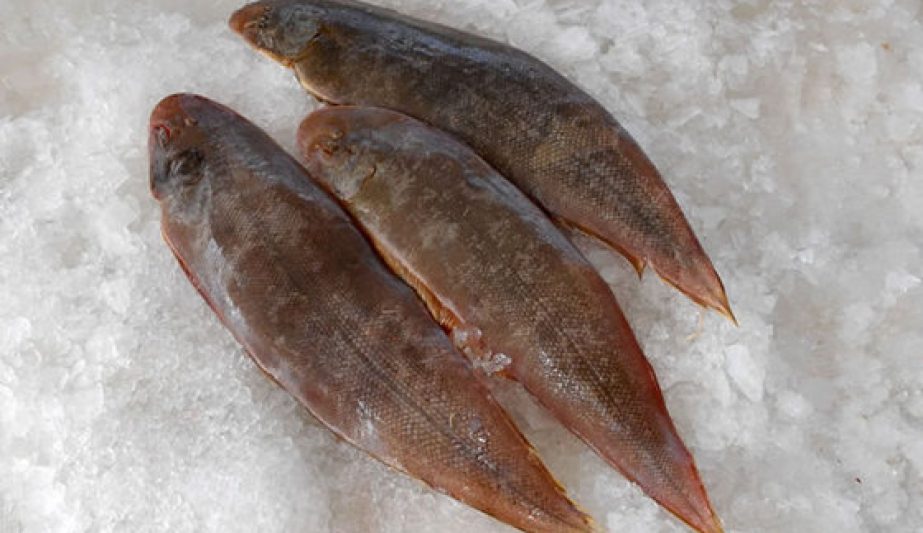 Sole Fish