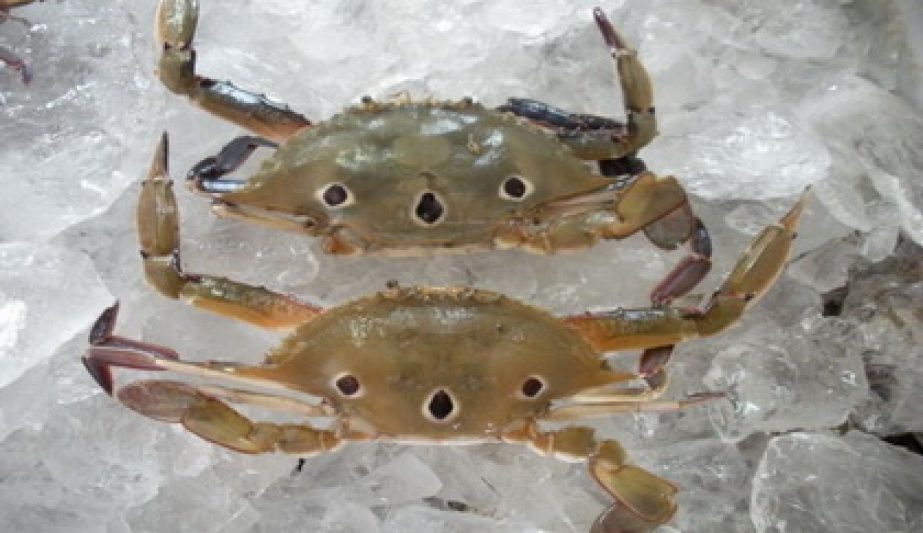 Three Spot Crab