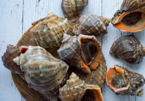 Turkiye-Topshell-Meat-543571 (1)