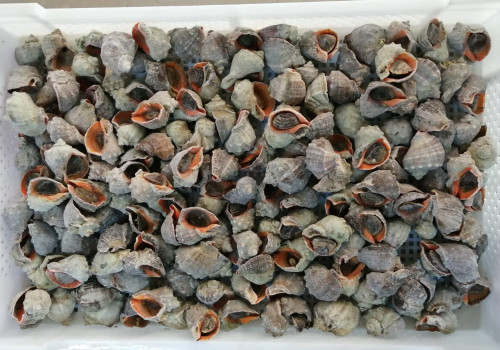 Turkiye-Topshell-Meat-568539