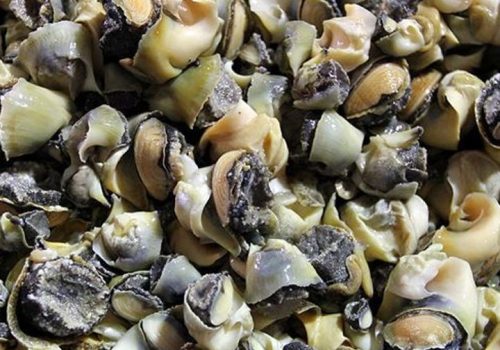 Turkiye-Topshell-Meat-589040