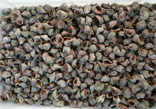 Turkiye-Topshell-Meat-804172