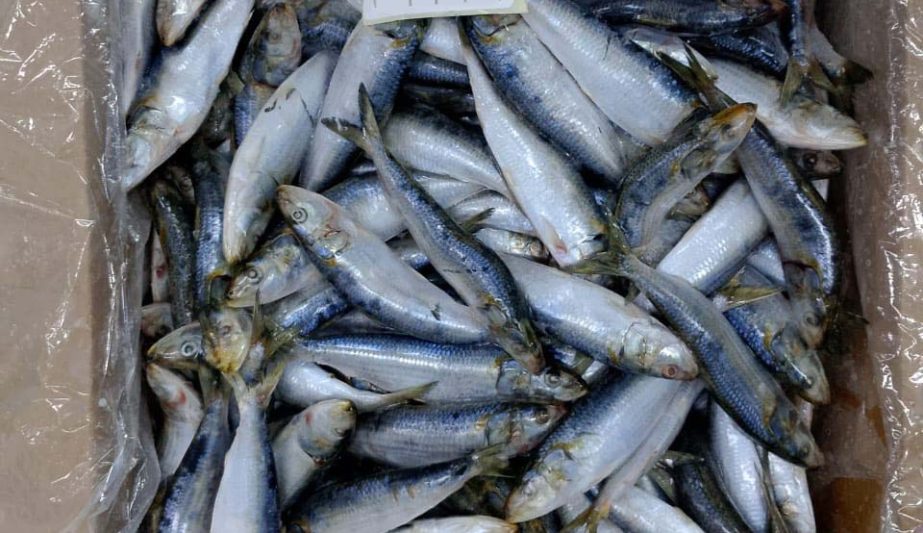 WhatsApp Image 2025-12-05 at 9.21.29 PM (1)