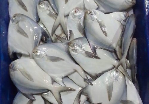 WhatsApp Image 2025-12-11 at 11.55.36 PM