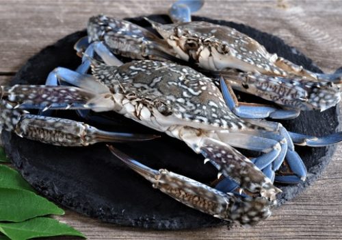 fresh-raw-blue-crab-portunus-600nw-2320518115
