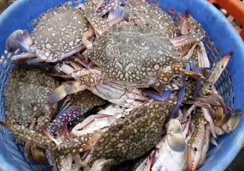 frozen-blue-swim-crab-200-300-500x500